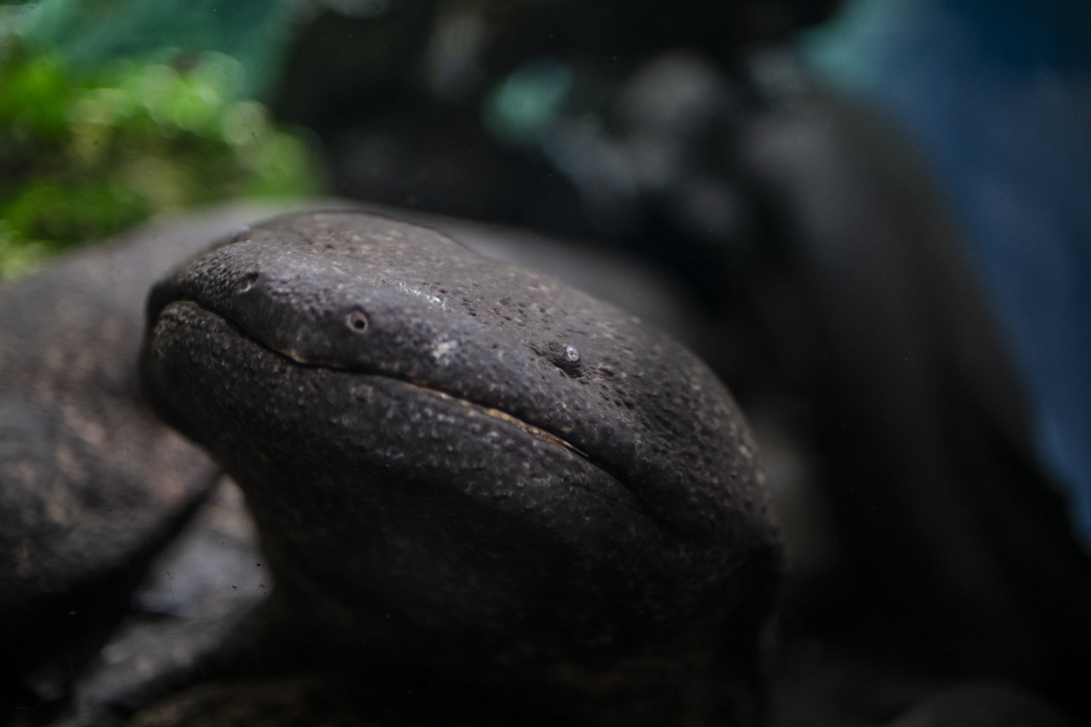 夜行性のオオサンショウウオ