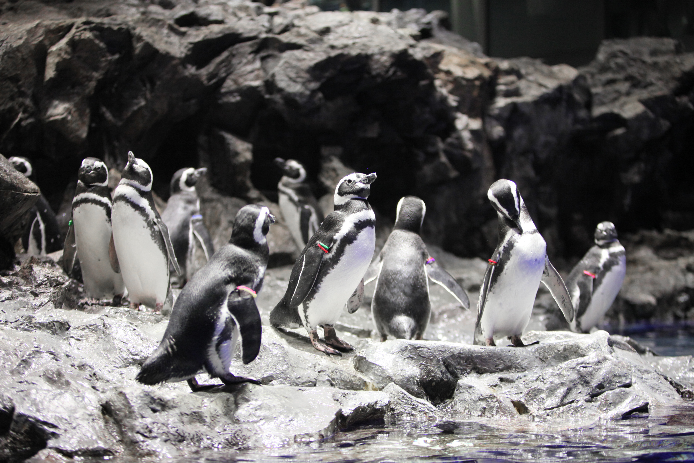 マゼランペンギン | すみだ水族館のいきものたち | 東京スカイツリー