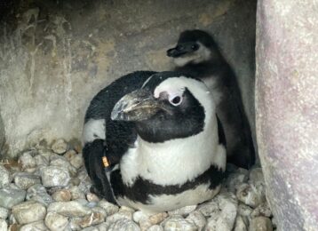［正規品］水族館限定 京都水族館 ペンギンズドラクレイシ すやすやベビー 3種 京都水族館で誕生した3羽のペンギンの名前が決定 「さい」、「れい