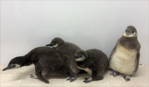 ペンギンの赤ちゃん「じんべえ」と「きび」 プールデビューが決定