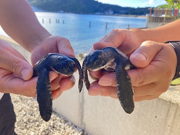 アオウミガメの赤ちゃん「ボニン」と「ブルー」が水族館にやってくる