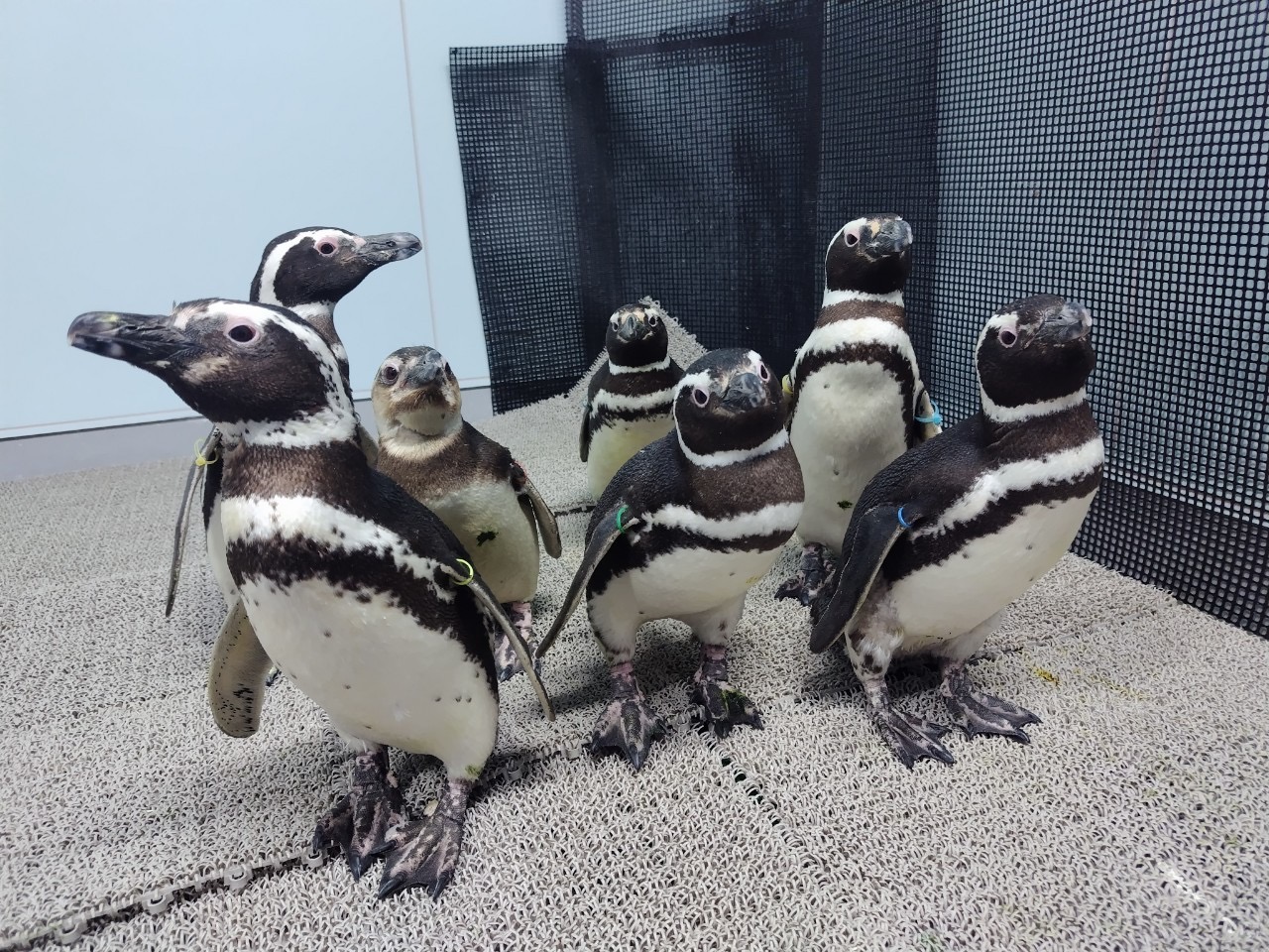 マゼランペンギン受け入れに関するお知らせ | ニュース | 東京スカイ