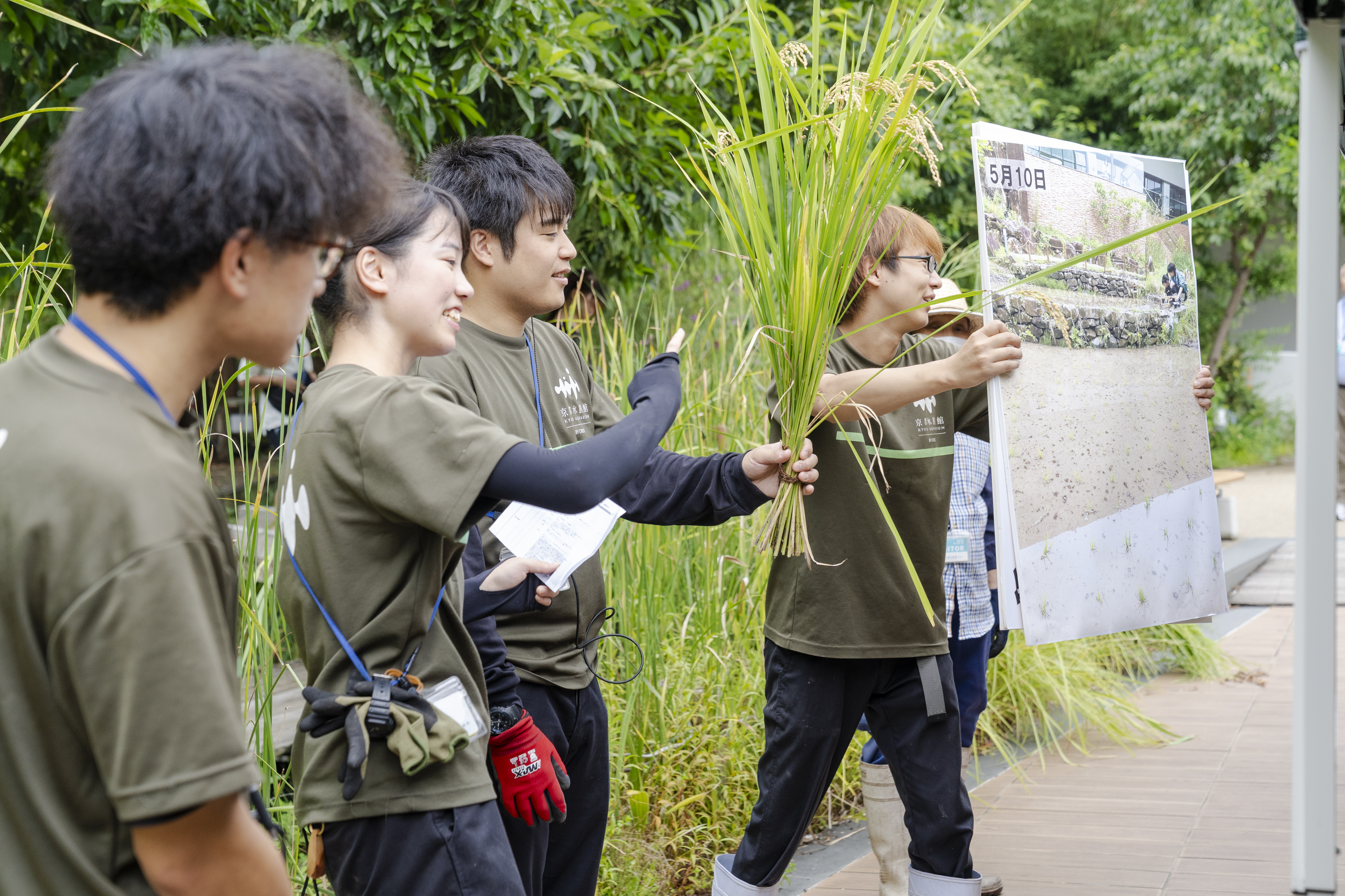 里山教室2025～秋冬編～その① 稲刈りを経て冬のしめ縄作り | コラム