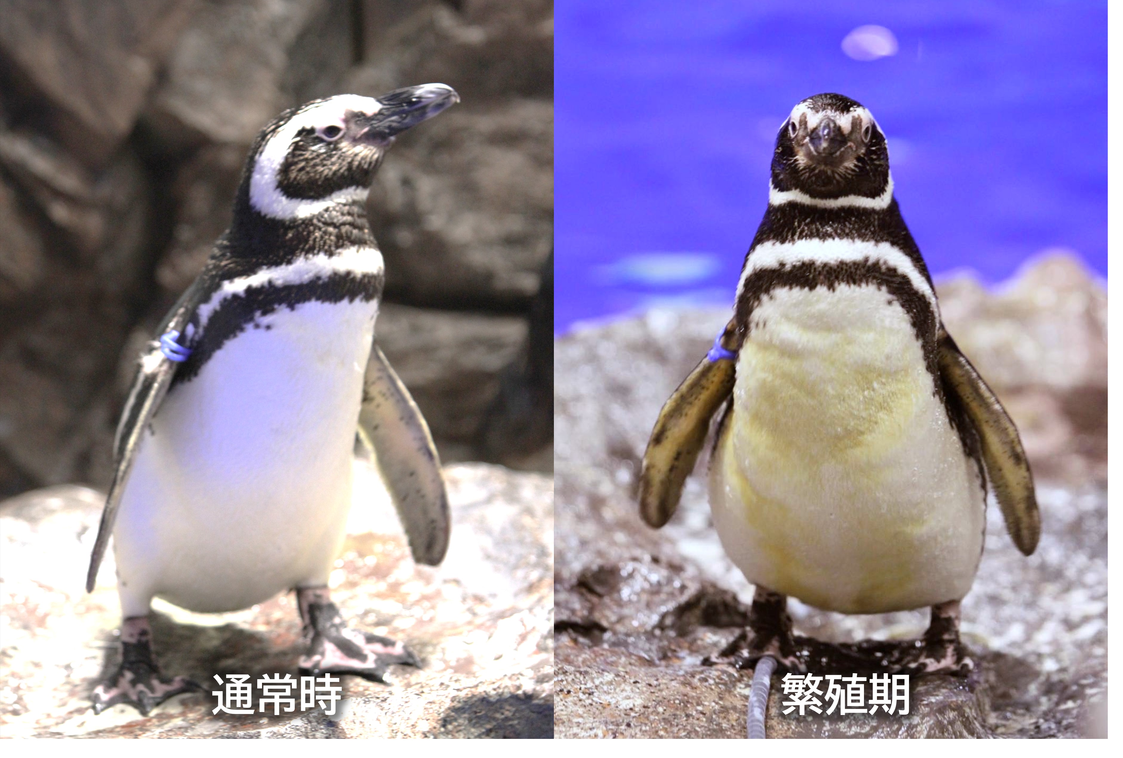 新しい命に出会うまでに私たちができること | コラム | 東京スカイ