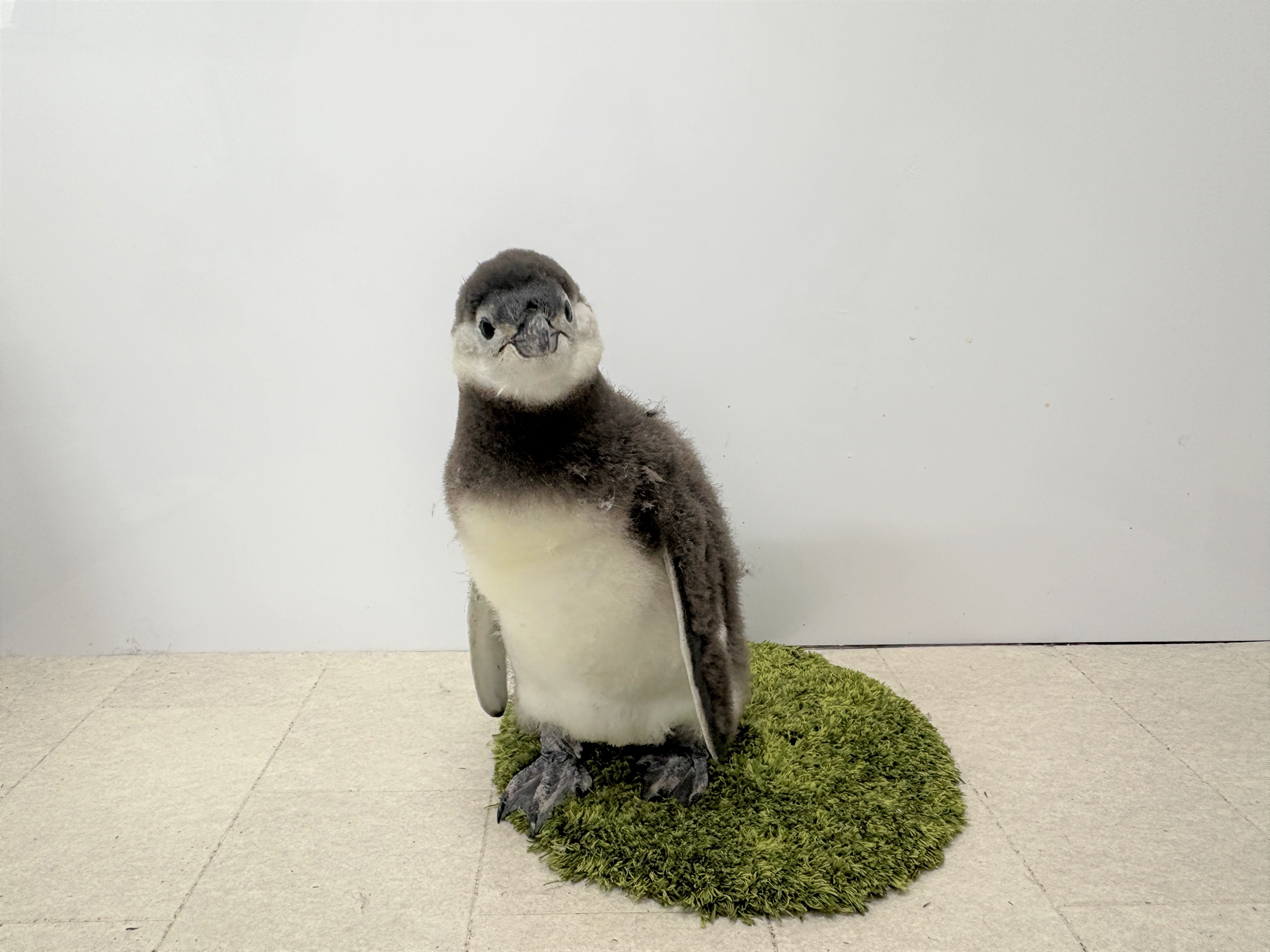 4月生まれのマゼランペンギンの赤ちゃん「あられ」と「つづみ」 6月21