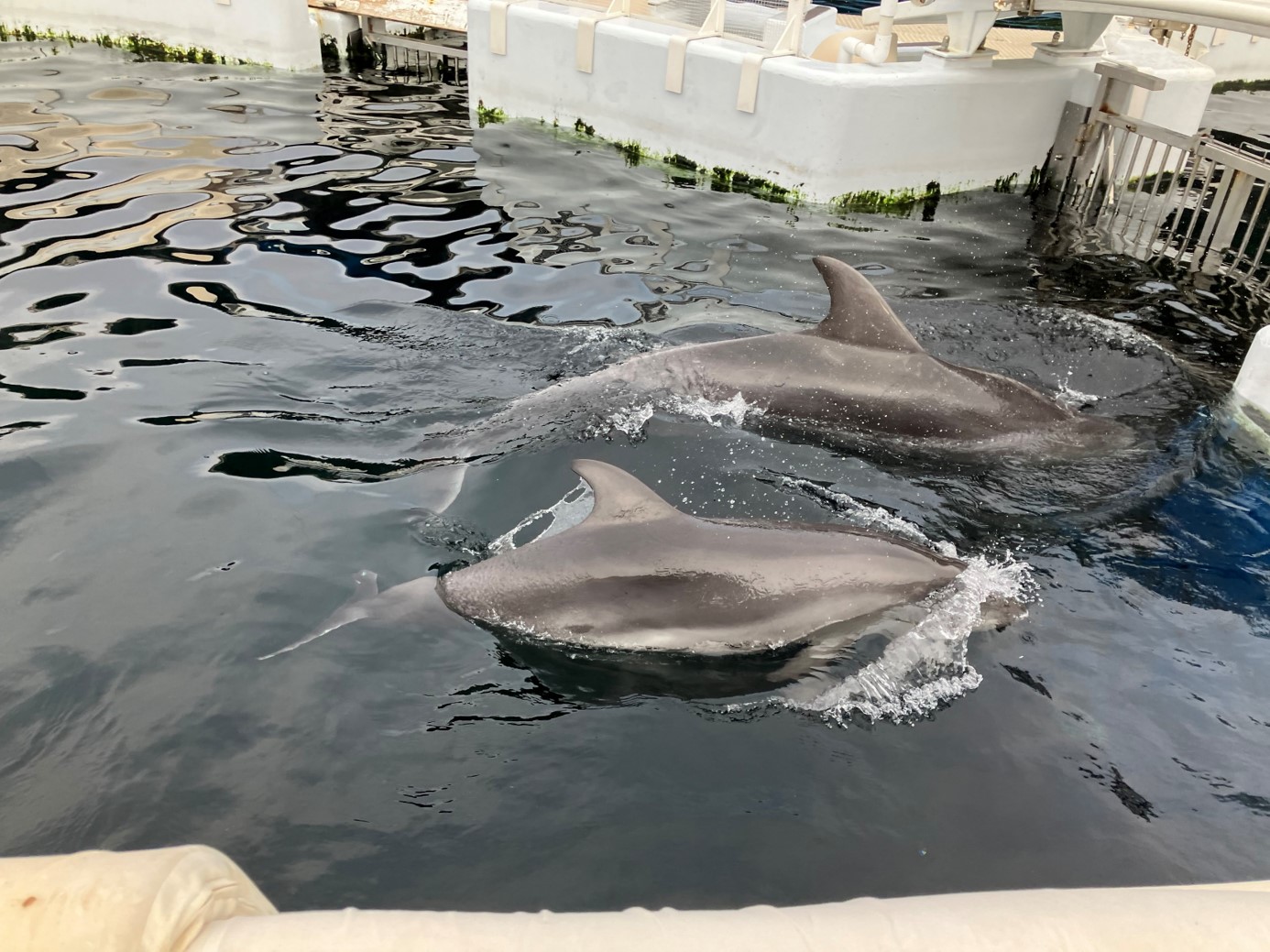 イルカの赤ちゃんを知る！イルカの親子ワッチ | コラム | 梅小路京都西