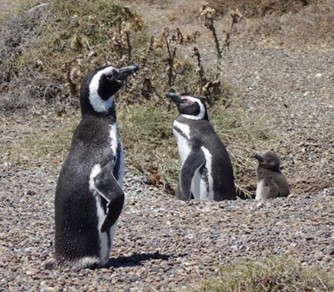 現地視察レポート】アルゼンチンでのマゼランペンギンの暮らしを体験