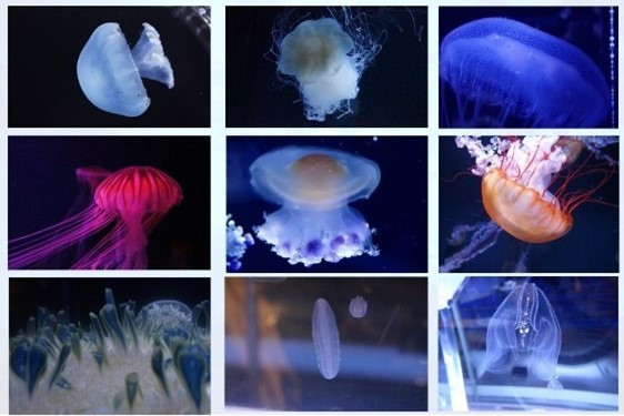 すみだ水族館のクラゲ展示について | コラム | 東京スカイツリータウン