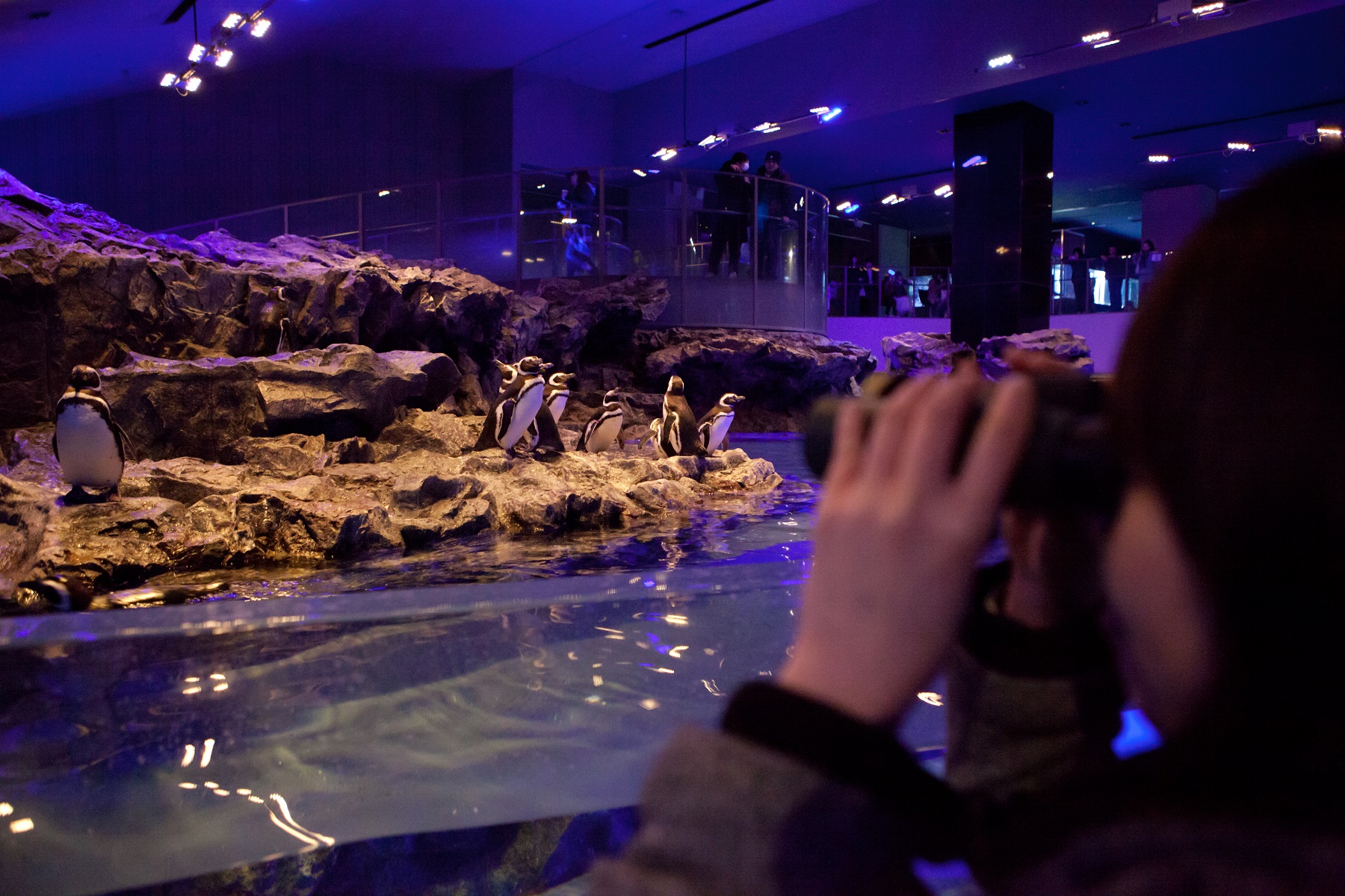 開催中止】夜の水族館で楽しむ大人の時間♪ 2つの“ ナイトワーク