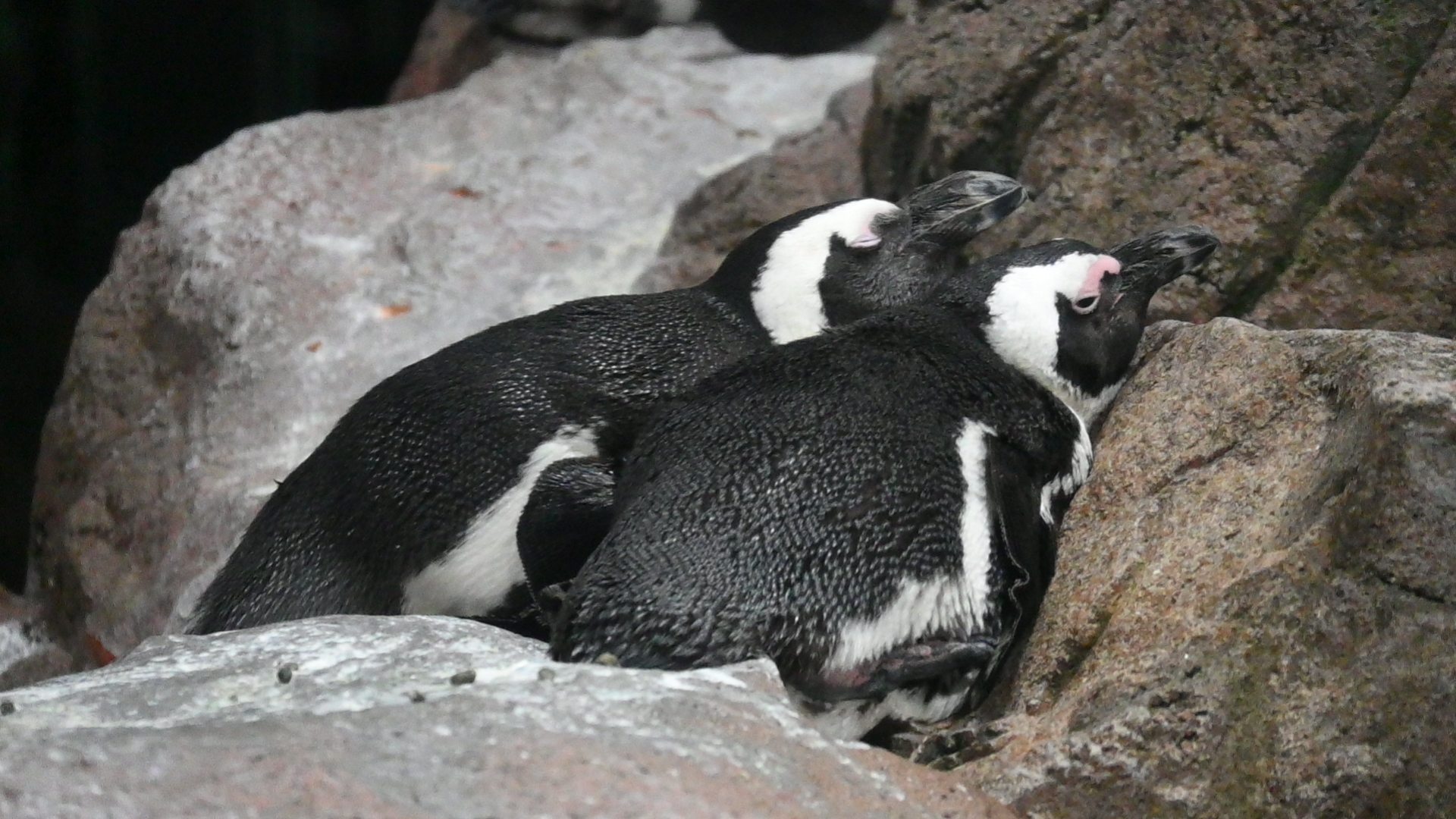 寄り添って眠る ケープペンギン