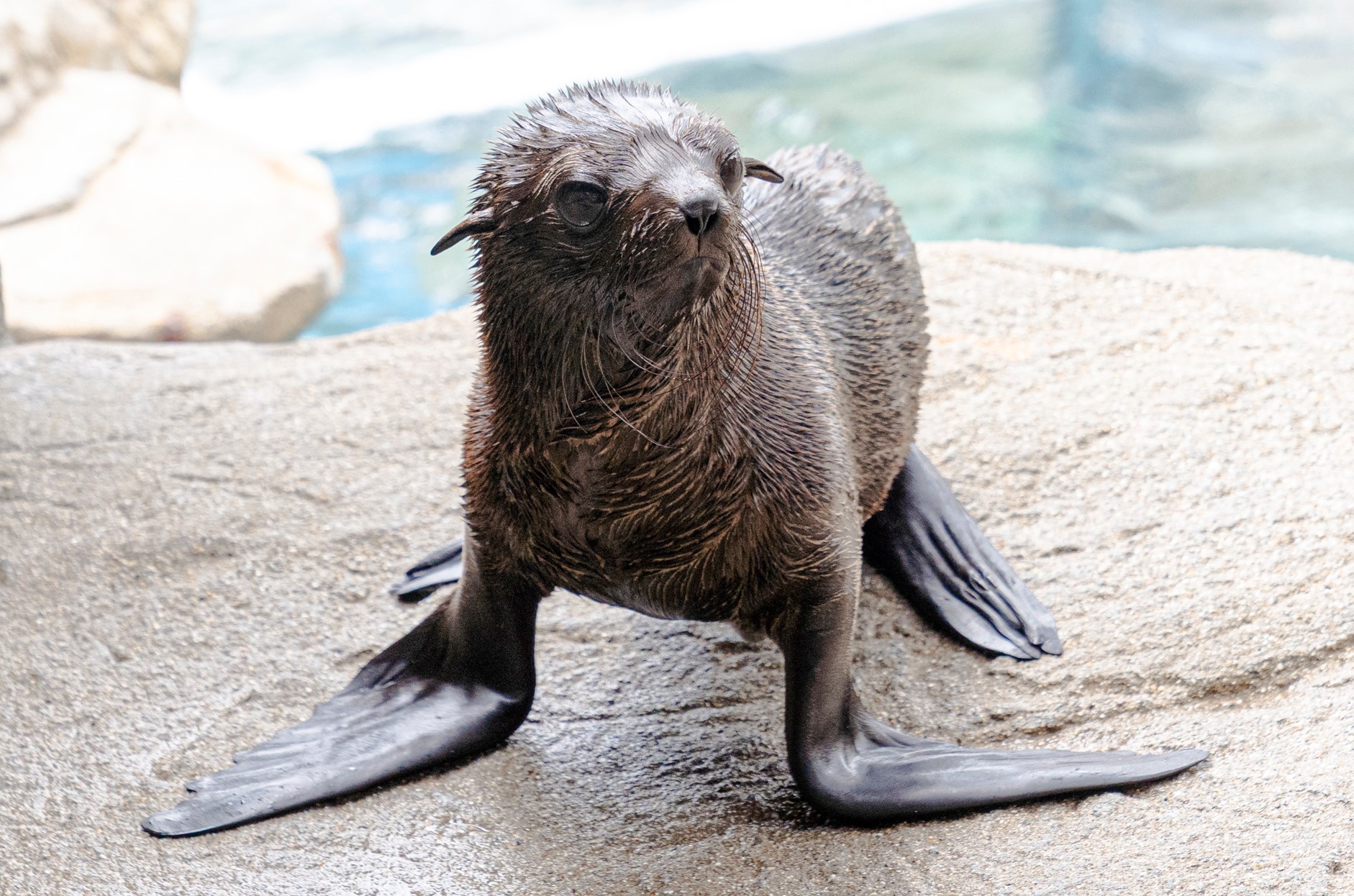ニュース | 梅小路京都西駅からすぐ「京都水族館」【公式サイト】