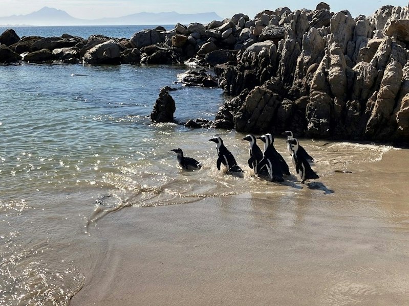 南アフリカレポート放鳥後のペンギン