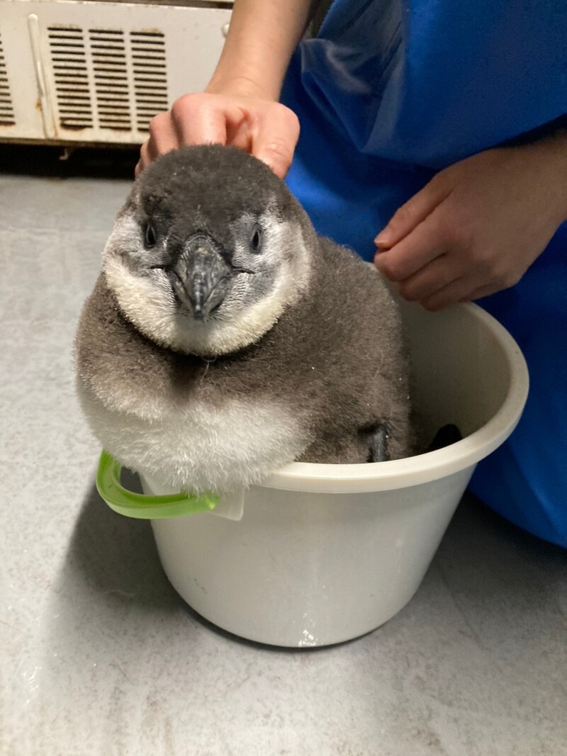 京都水族館で誕生した3羽のペンギンの名前が決定 「さい」、「れい