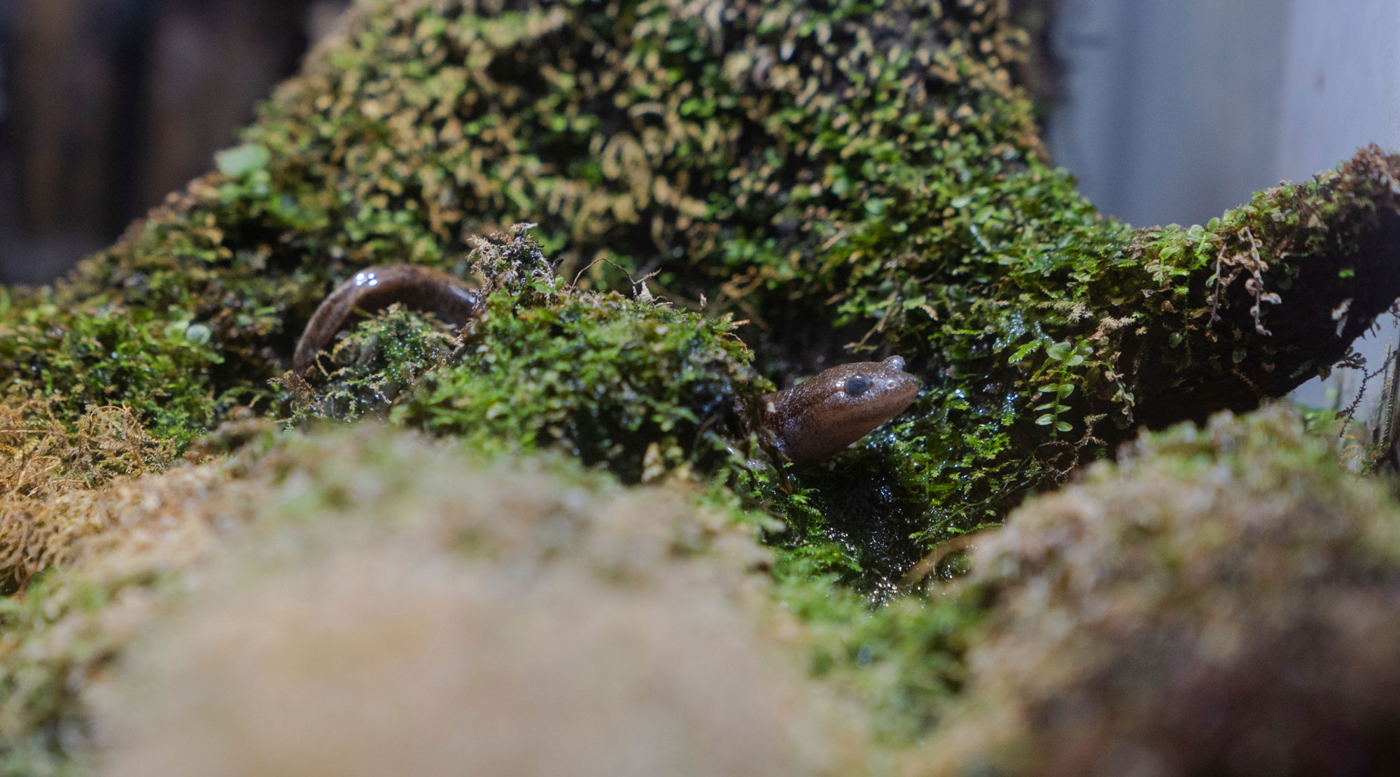 梅小路京都西駅からすぐ「京都水族館」【公式サイト】