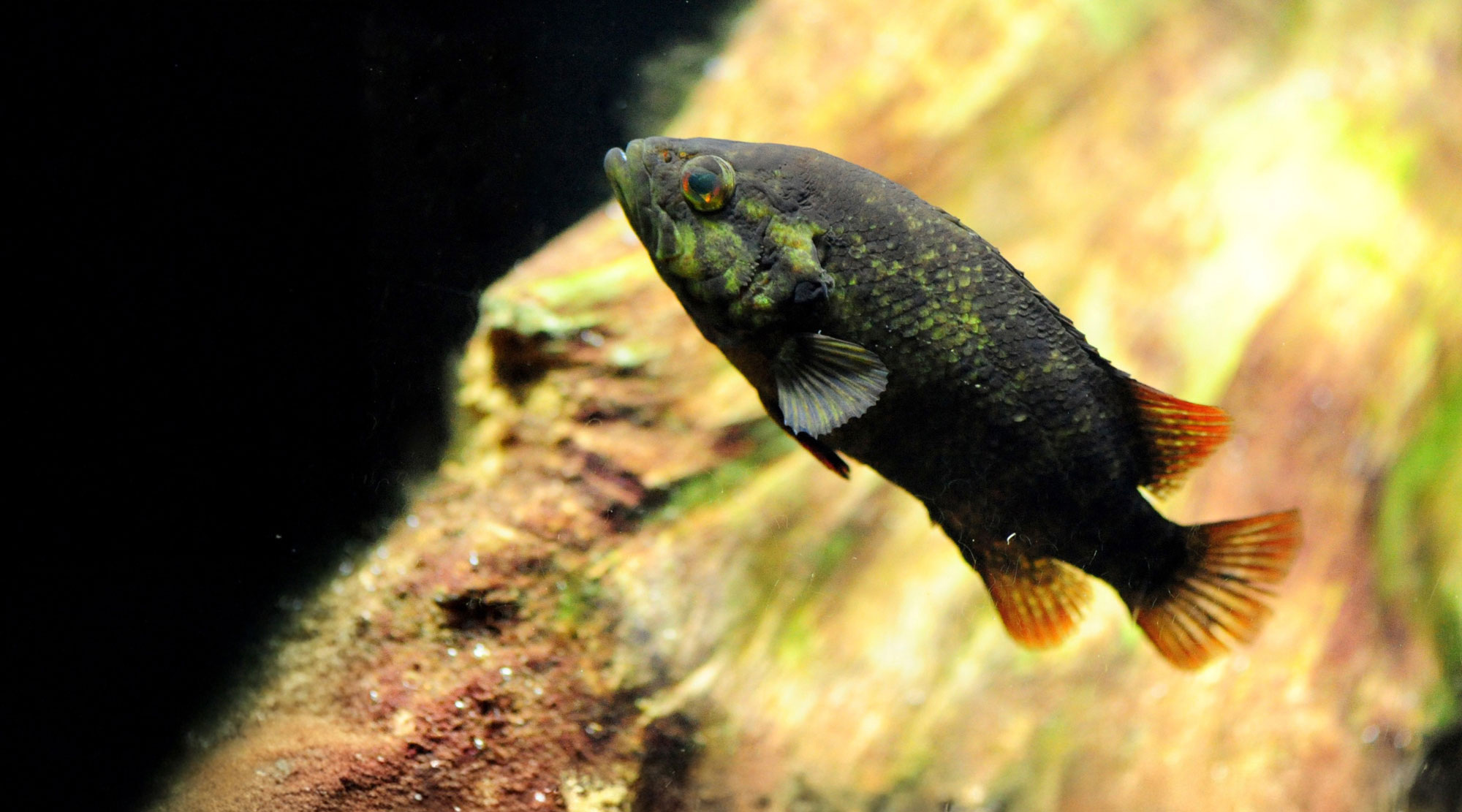 梅小路京都西駅からすぐ「京都水族館」【公式サイト】