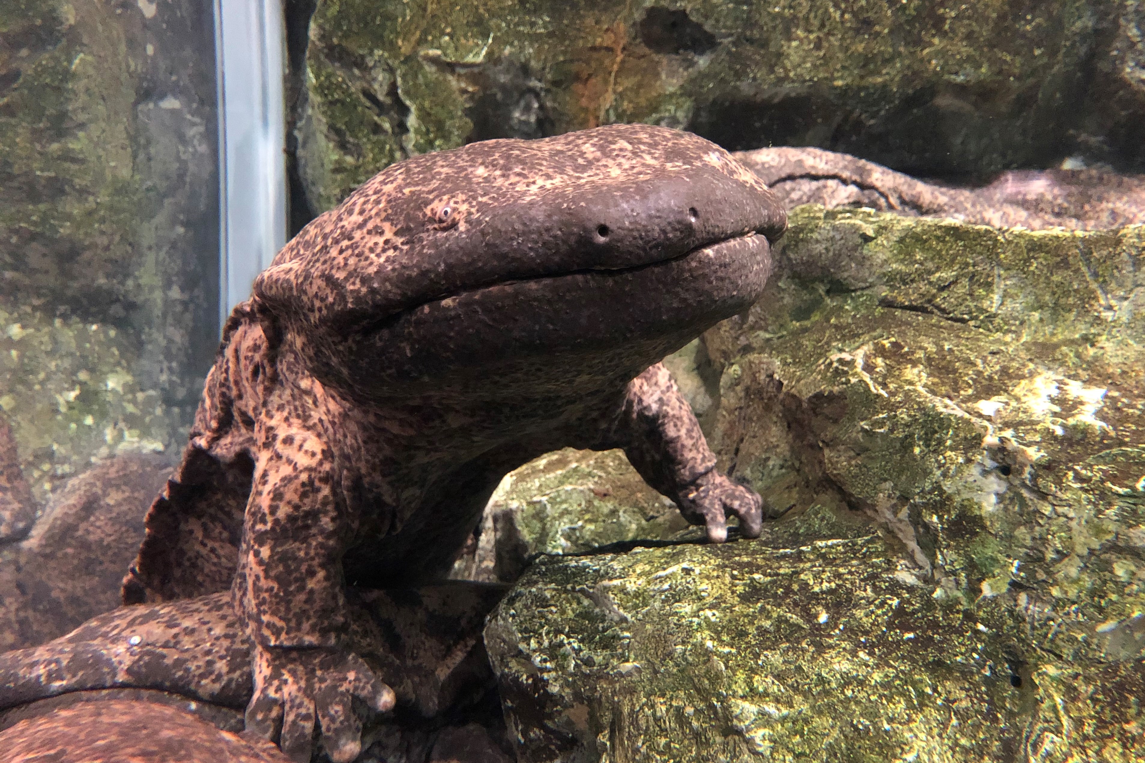 オオサンショウウオ オオサンショウウオ | 動物図鑑 | ZFC.jp