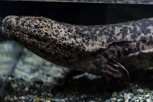 オオサンショウウオの息継ぎを“8時間”徹底調査! 「9月9日はオオ