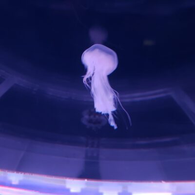 クラゲワンダー研究部員の観察日誌／キタユウレイクラゲ編 | コラム