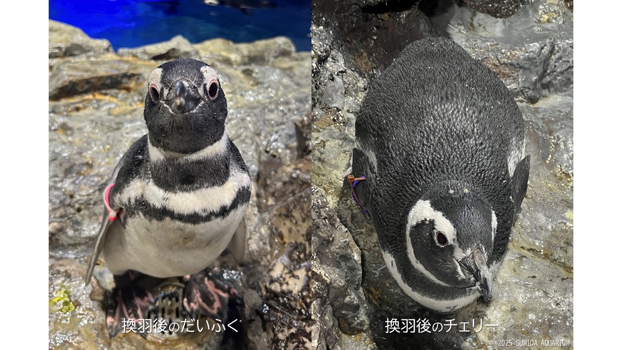 すみペンたちの”衣がえ” | コラム | 東京スカイツリータウン®にある