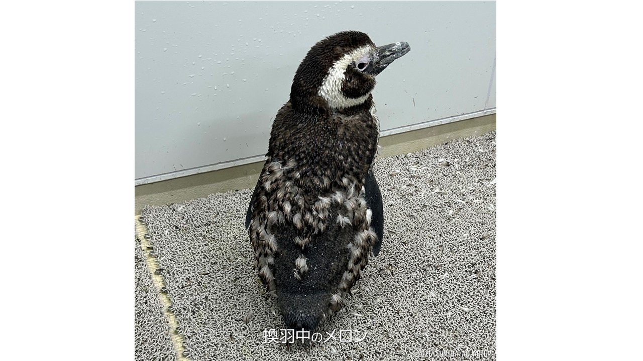 すみペンたちの”衣がえ” | コラム | 東京スカイツリータウン®にある