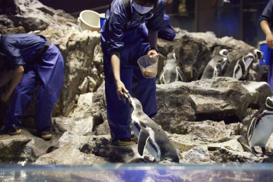 墨田水族館 - 帶小孩可參與「免費活動體驗🧒 」每天舉行 (水族5F)