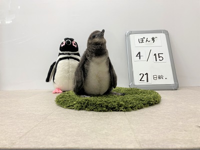 ペンギンの赤ちゃん、さらに2羽が仲間入り！赤ちゃんの成長が