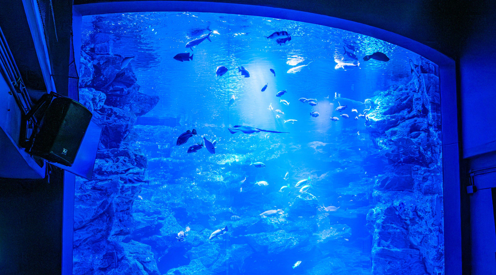梅小路京都西駅からすぐ「京都水族館」【公式サイト】