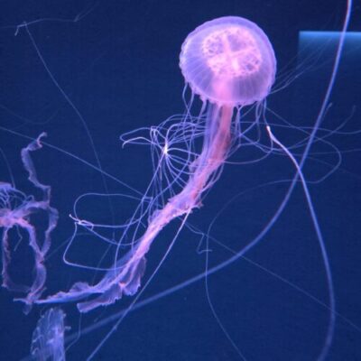 クラゲワンダー研究部員の観察日誌／アマクサクラゲ編 | コラム