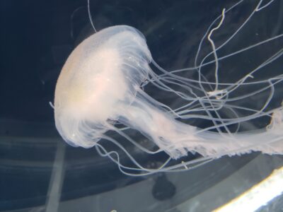 クラゲワンダー研究部員の観察日誌／アマクサクラゲ編 | コラム