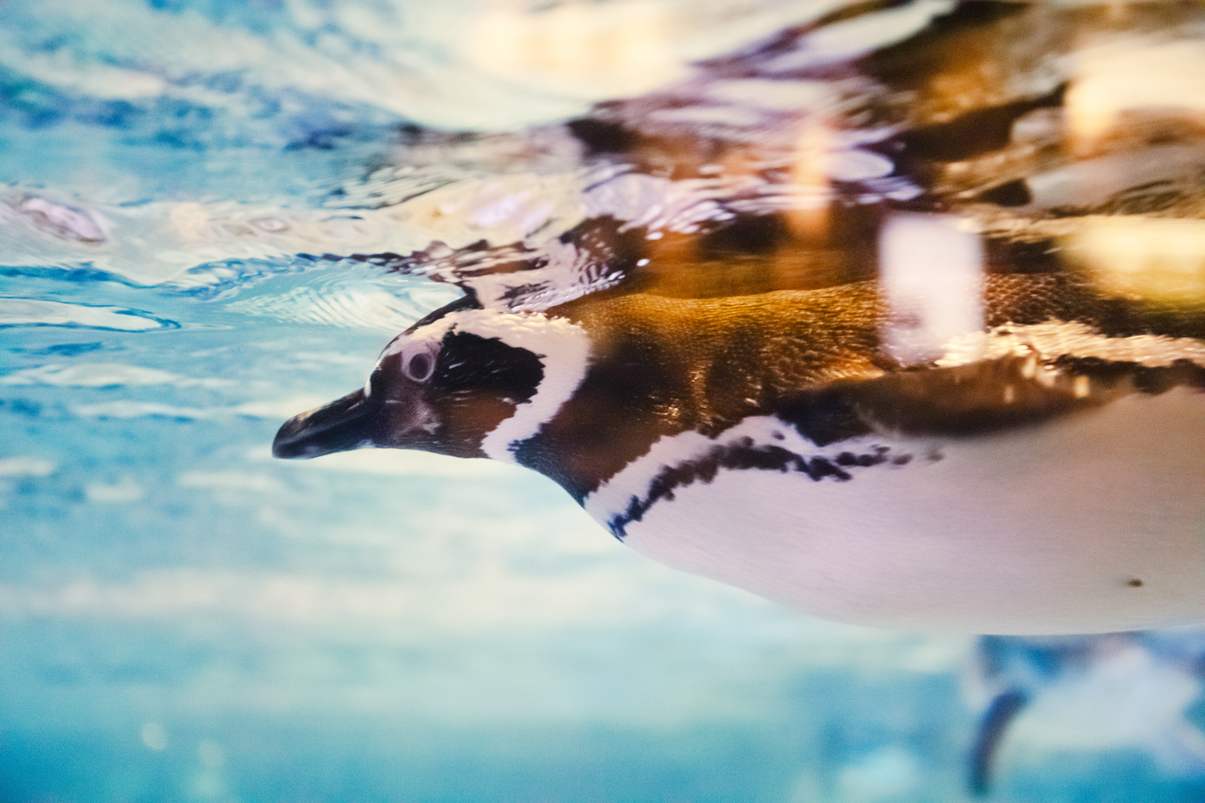マゼランペンギン | すみだ水族館のいきものたち | 東京スカイツリー