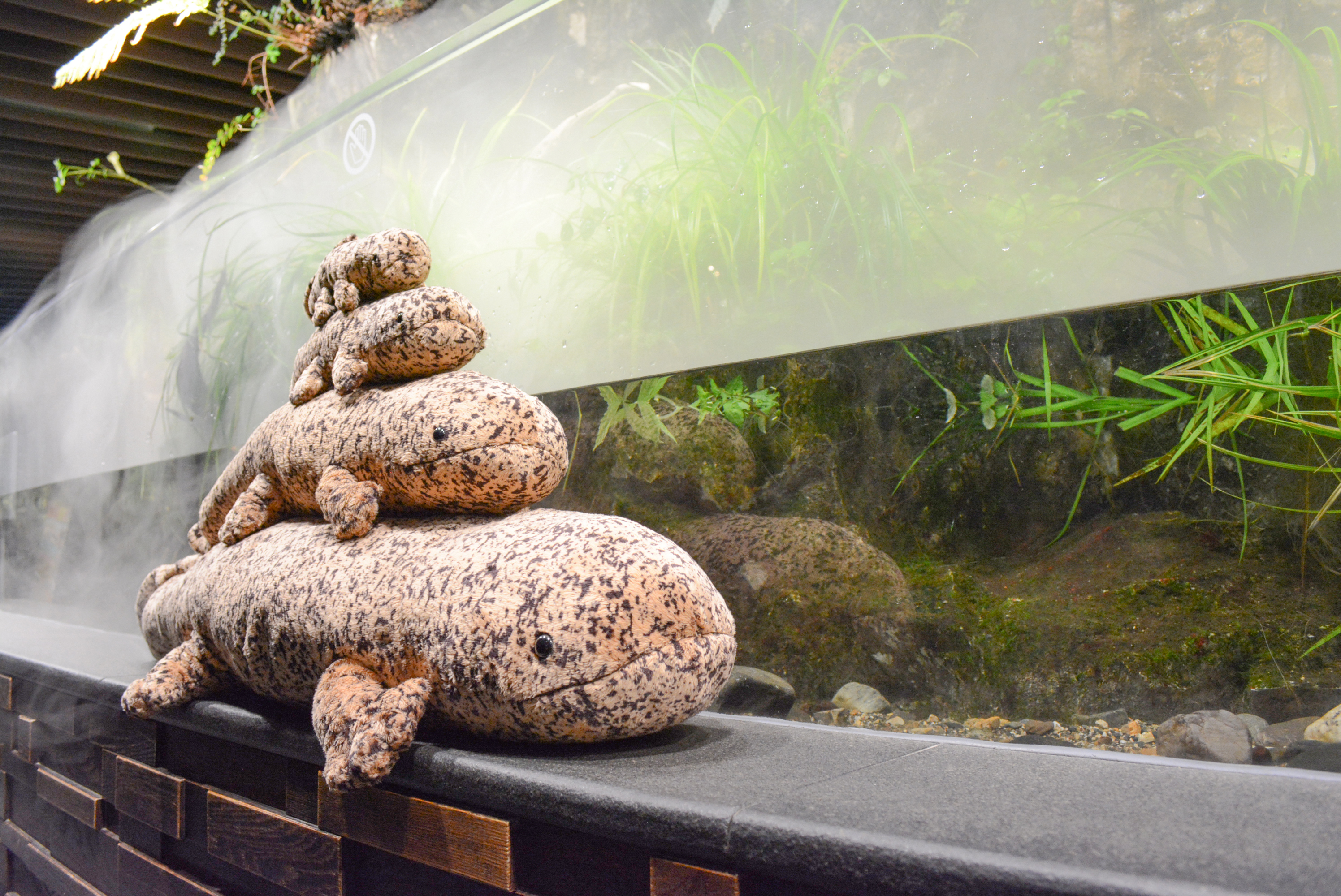 海遊館ミュージアム : オオサンショウウオ | おもちゃ 初期 全8種 台座