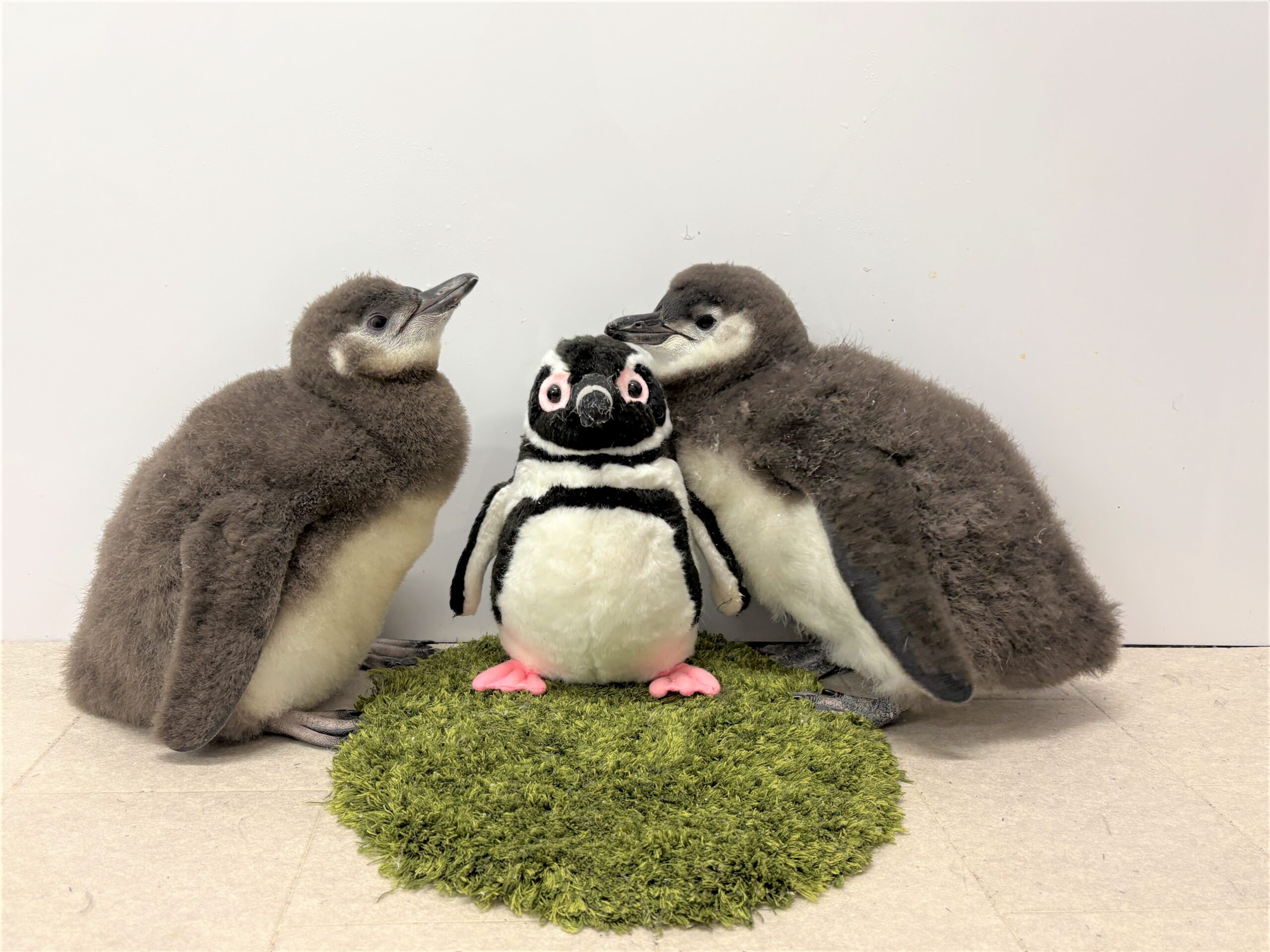 ペンギン 4月生まれのマゼランペンギンの赤ちゃん「あられ」と「つづみ」 6月21