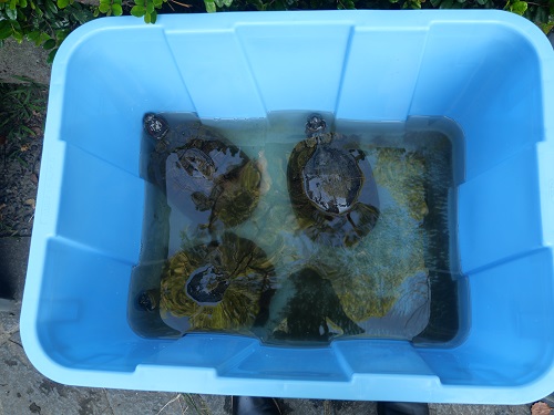 みつけたいきもの_3