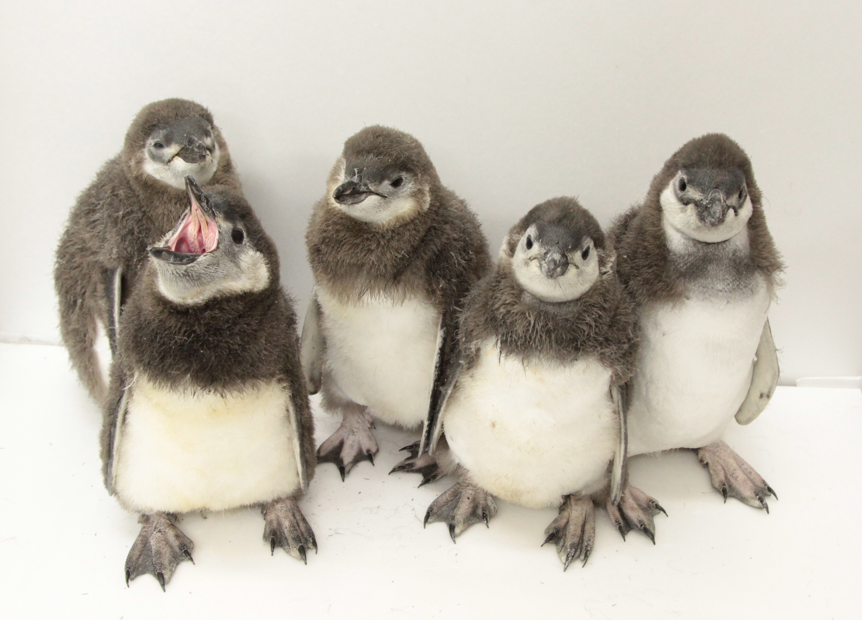 マゼランペンギンについてもっと知りたい！～データロガーを用いた行動