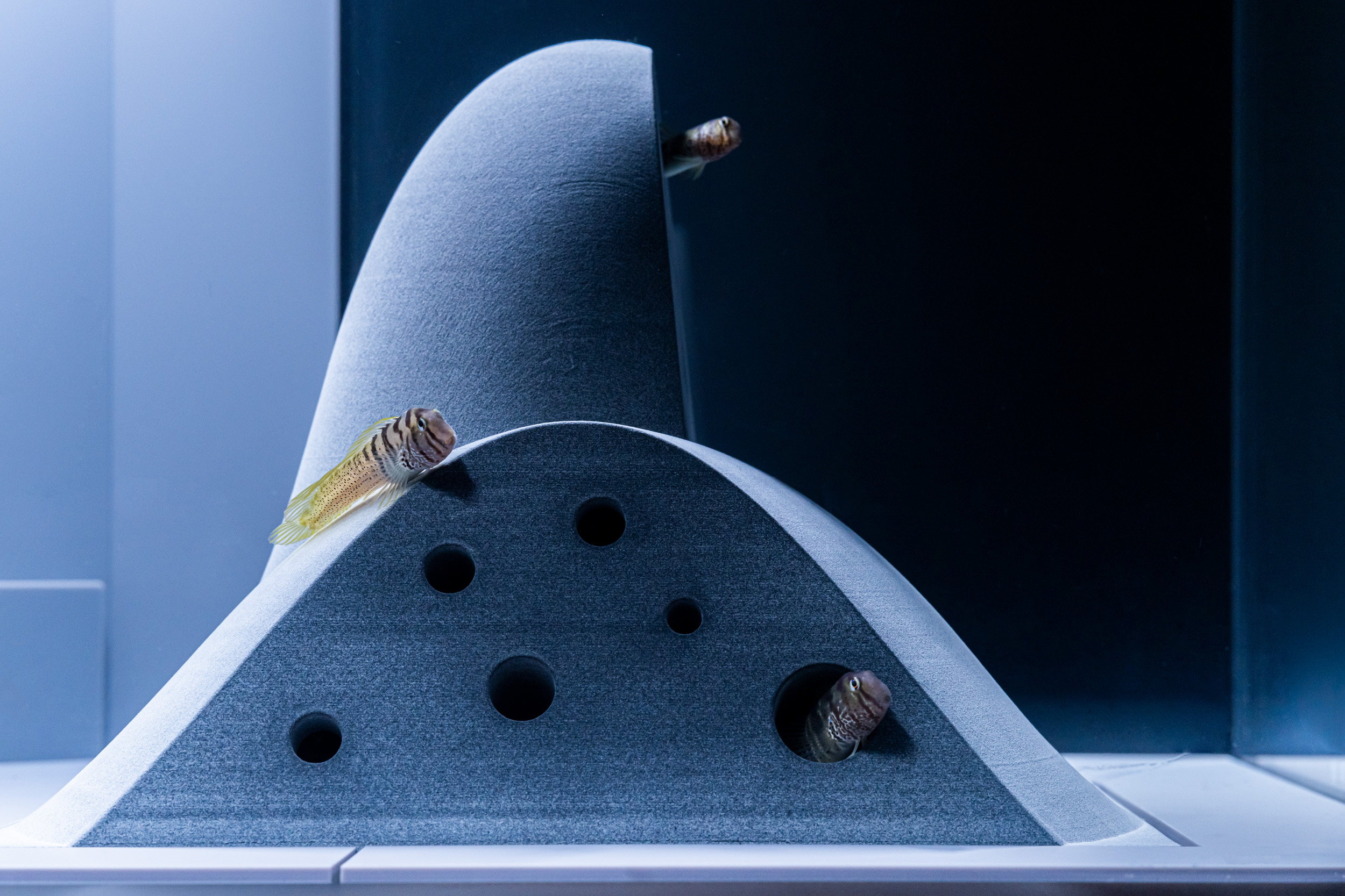 「あなあなの家」 展示生物：ナベカ