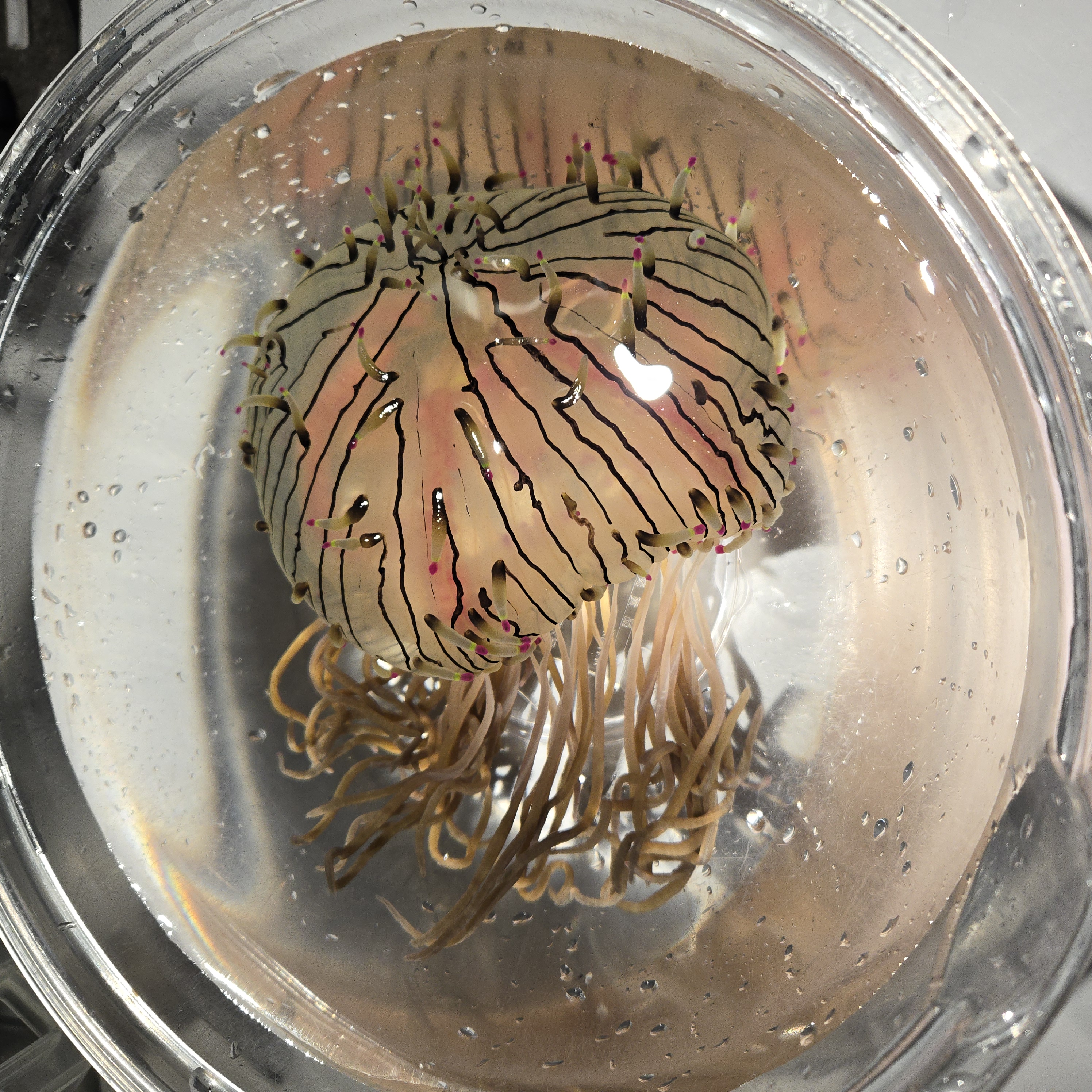 クラゲワンダー研究部員の観察日誌／ハナガサクラゲ編 | コラム