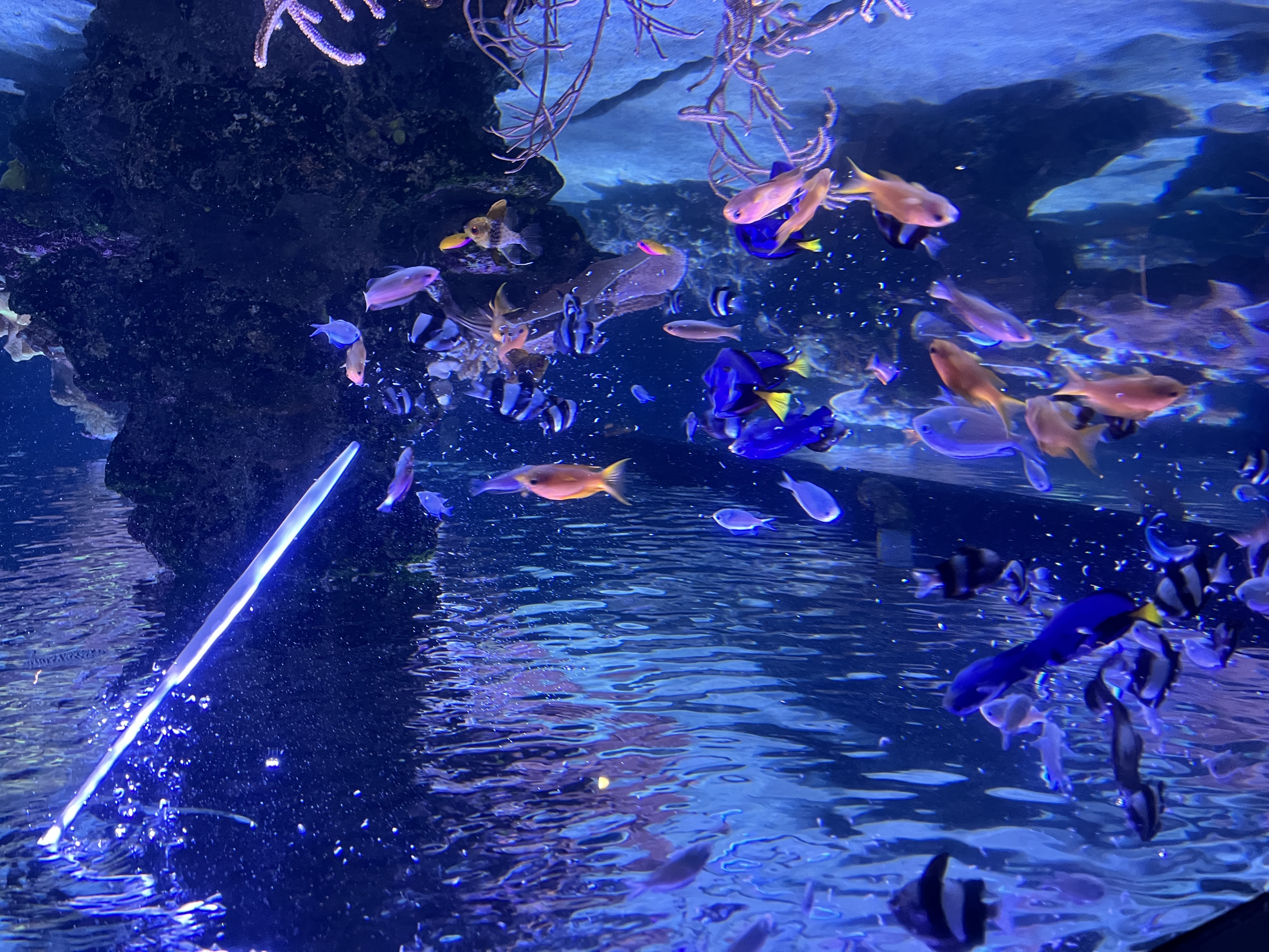 サンゴ礁水槽で泳ぐ魚たちのゴハンタイム | イベント・体験 | 東京
