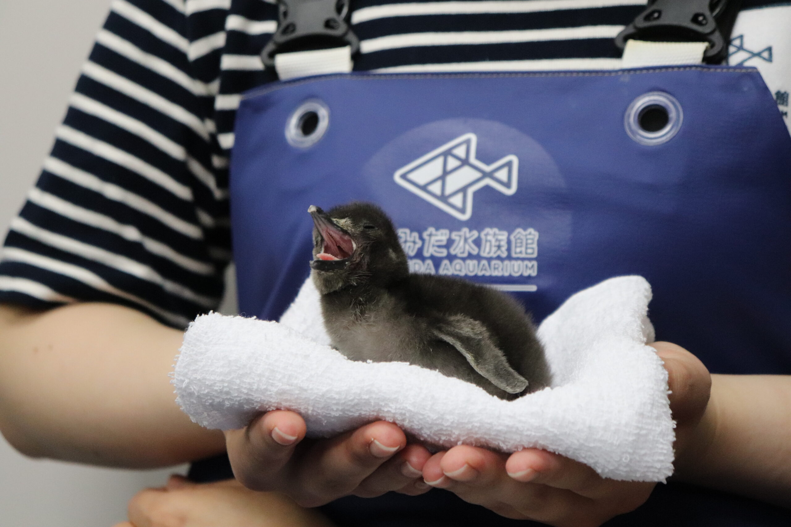 今年もすみだ水族館のペンギンたちの繁殖期が始まりました | コラム