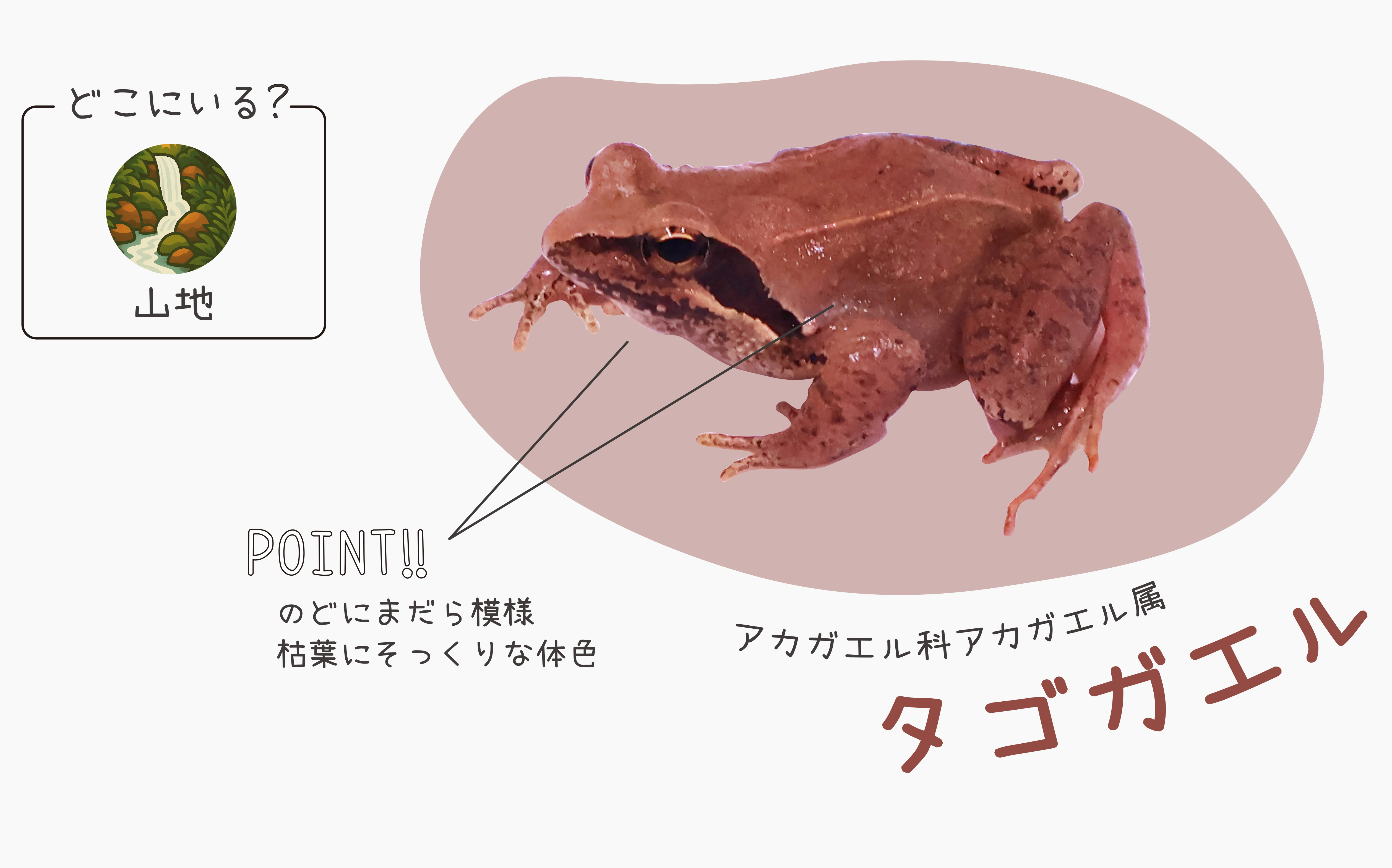 6月6日「かえるの日」を記念した特別展示 「石川薫の水族館 スピンオフ