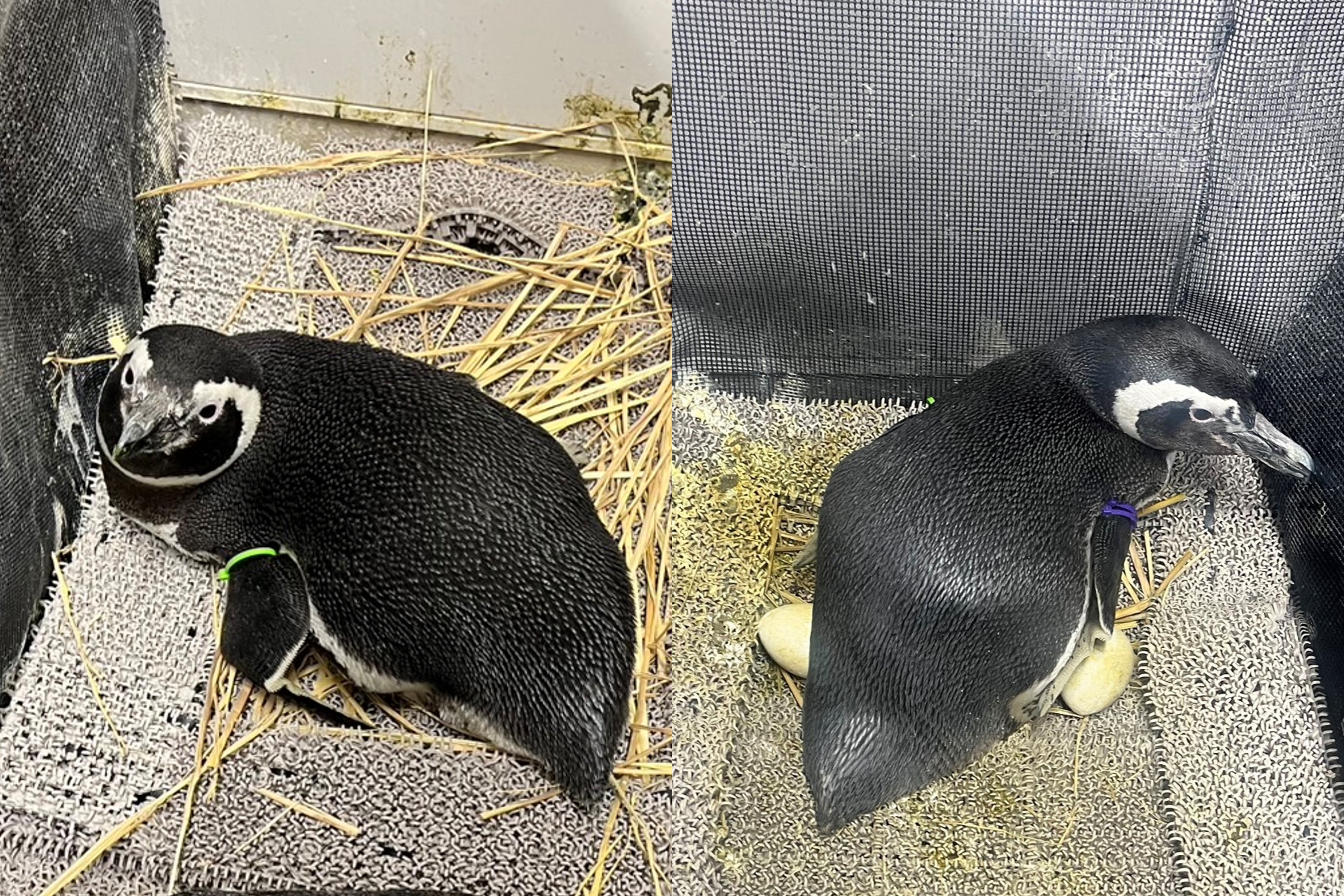 新しい命に出会うまでに私たちができること | コラム | 東京スカイ