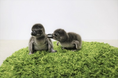 ペンギンの赤ちゃん、さらに2羽が仲間入り！赤ちゃんの成長が