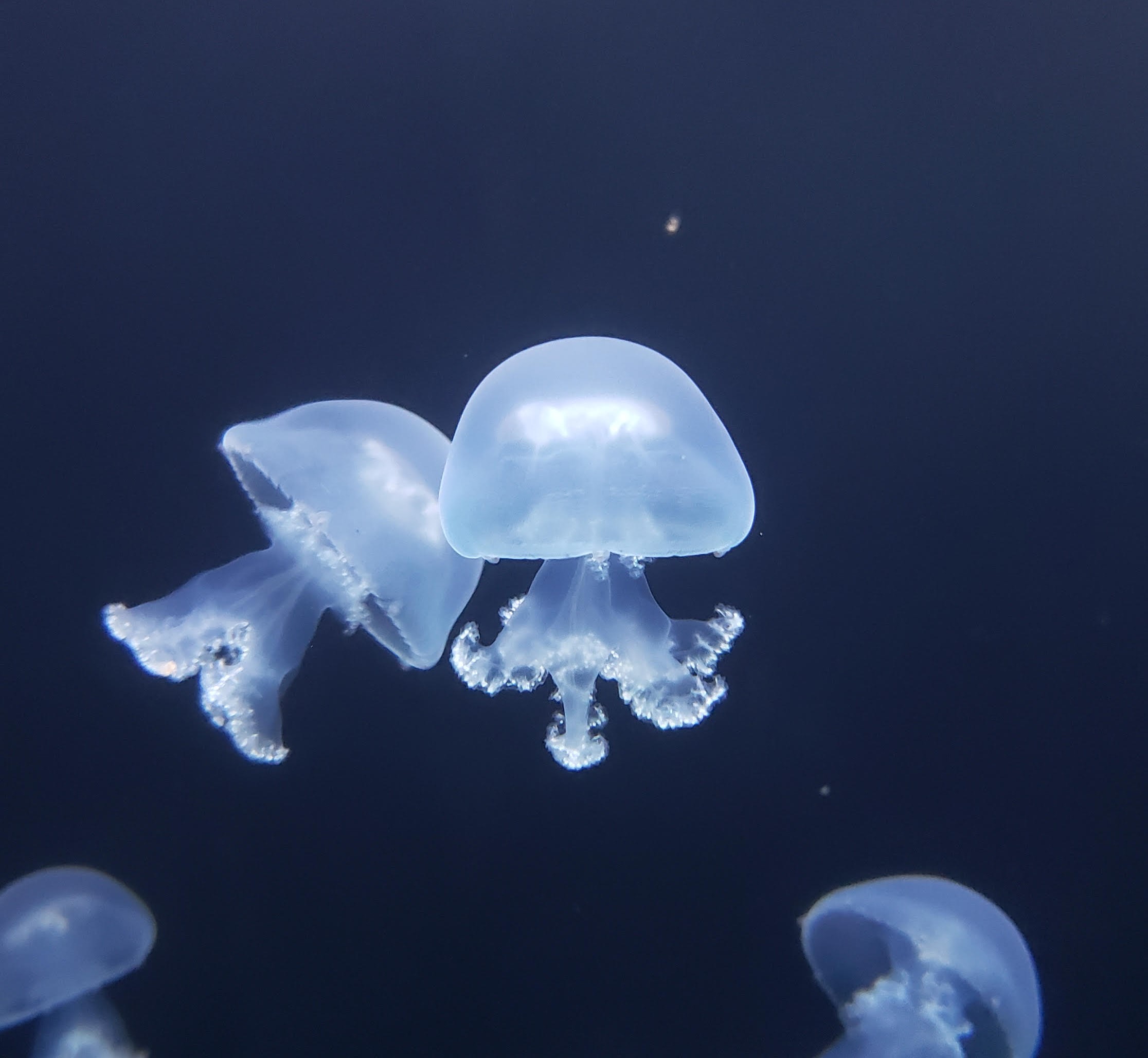 クラゲワンダー研究部員の観察日誌／キャノンボールジェリーフィッシュ