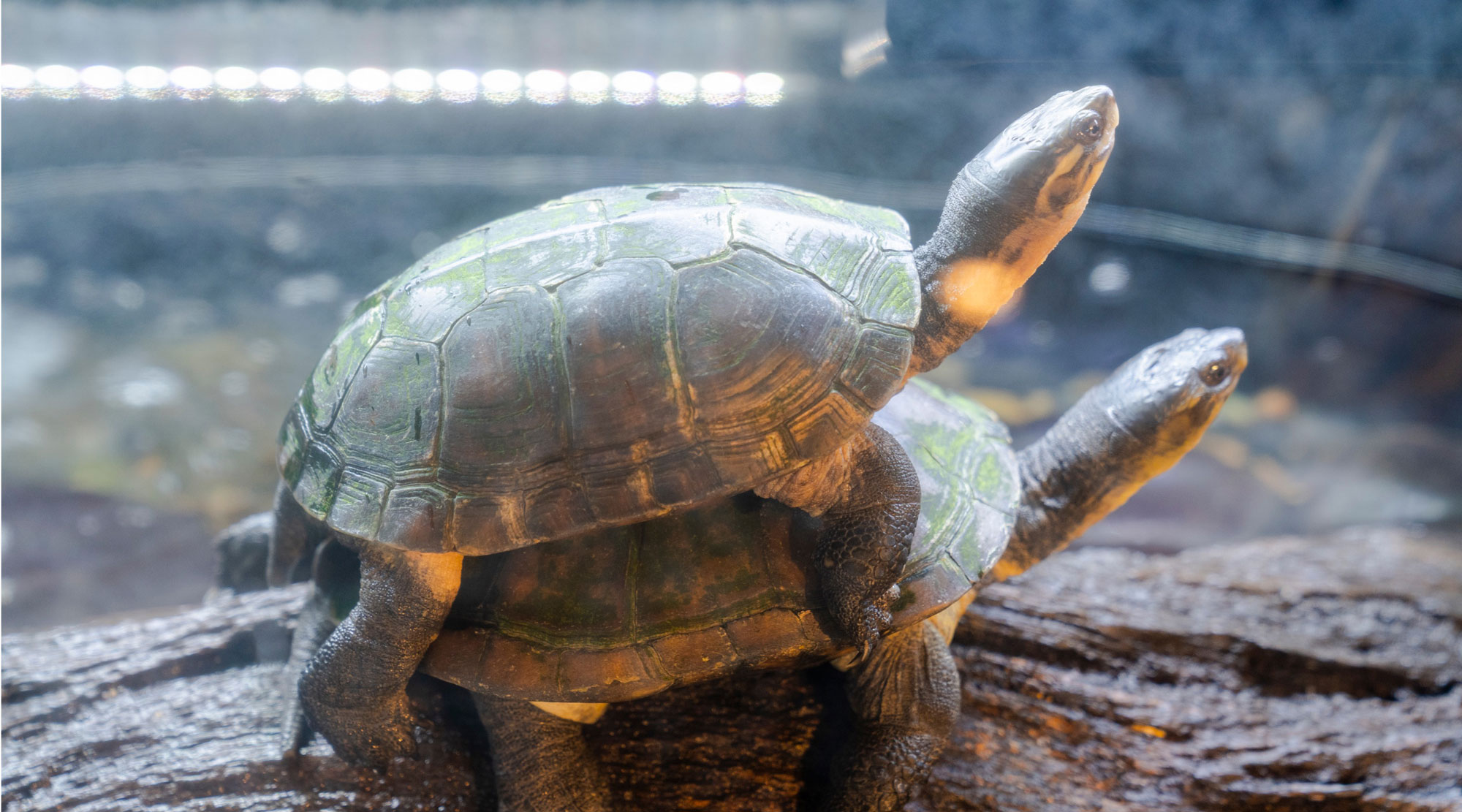 梅小路京都西駅からすぐ「京都水族館」【公式サイト】