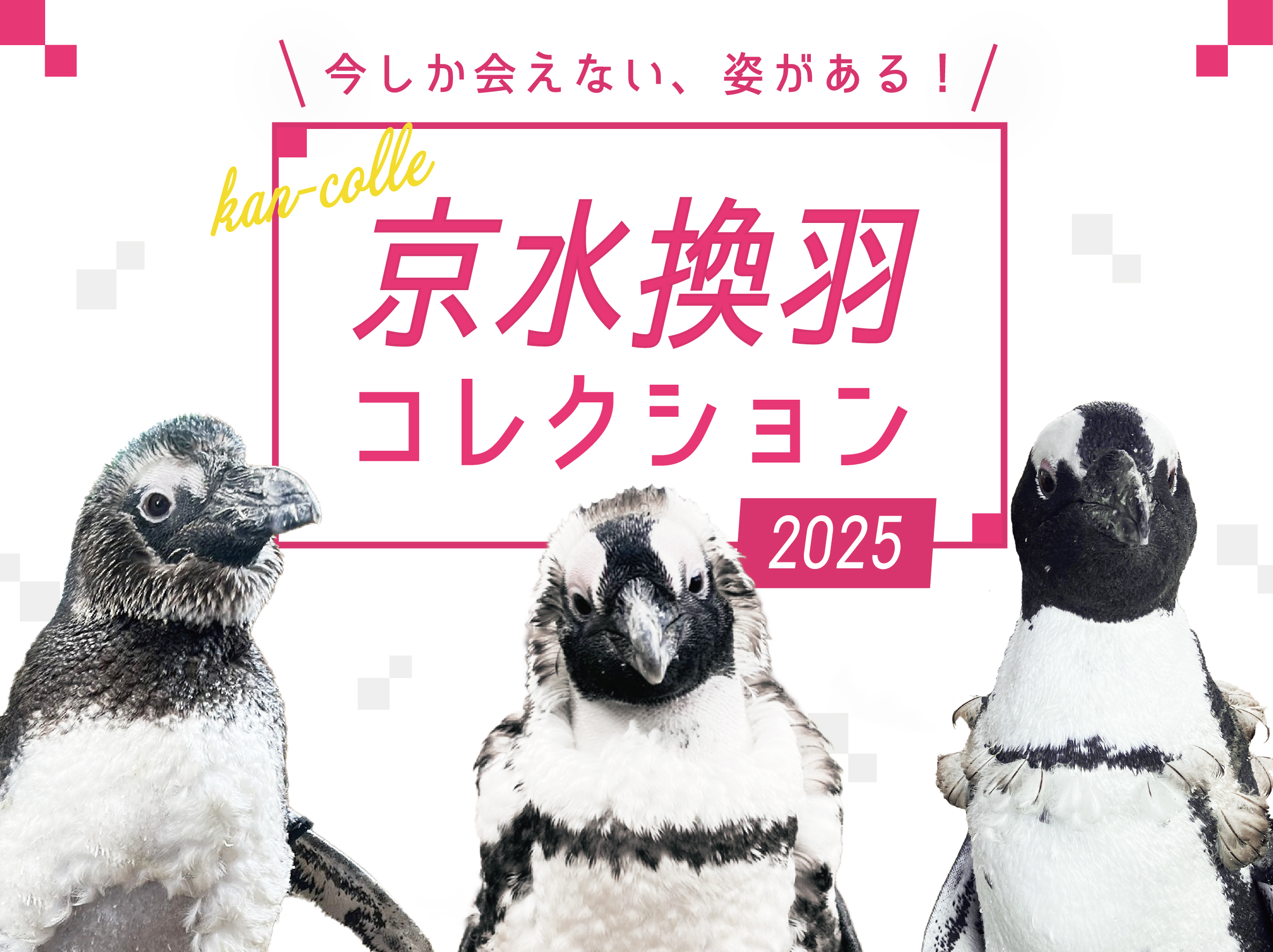 年に一度ペンギンの羽が生え変わる“換羽”の季節が到来! 「京水換羽