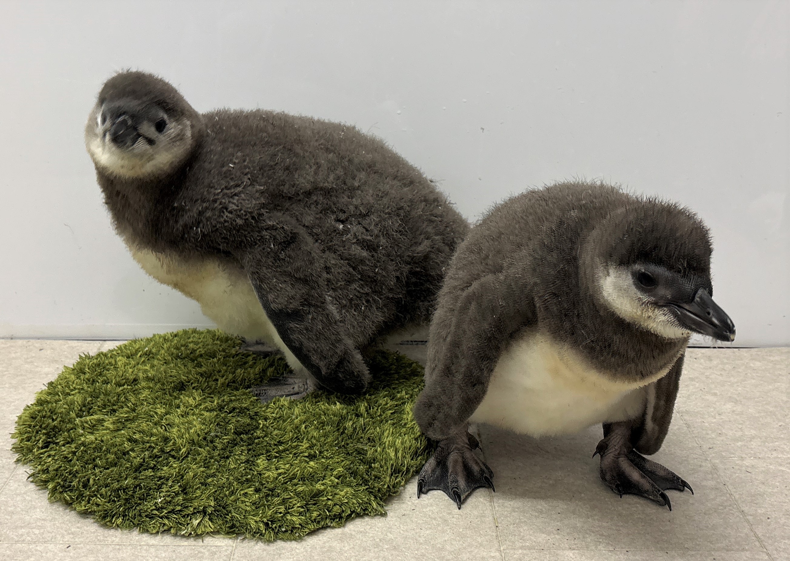 ペンギンの赤ちゃん「じんべえ」と「きび」 プールデビューが決定