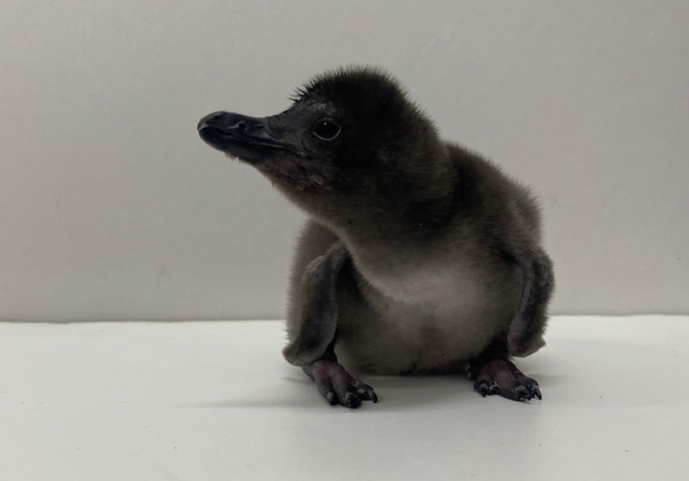 9年連続仲間入り！マゼランペンギンの赤ちゃん3羽が誕生！ | ニュース