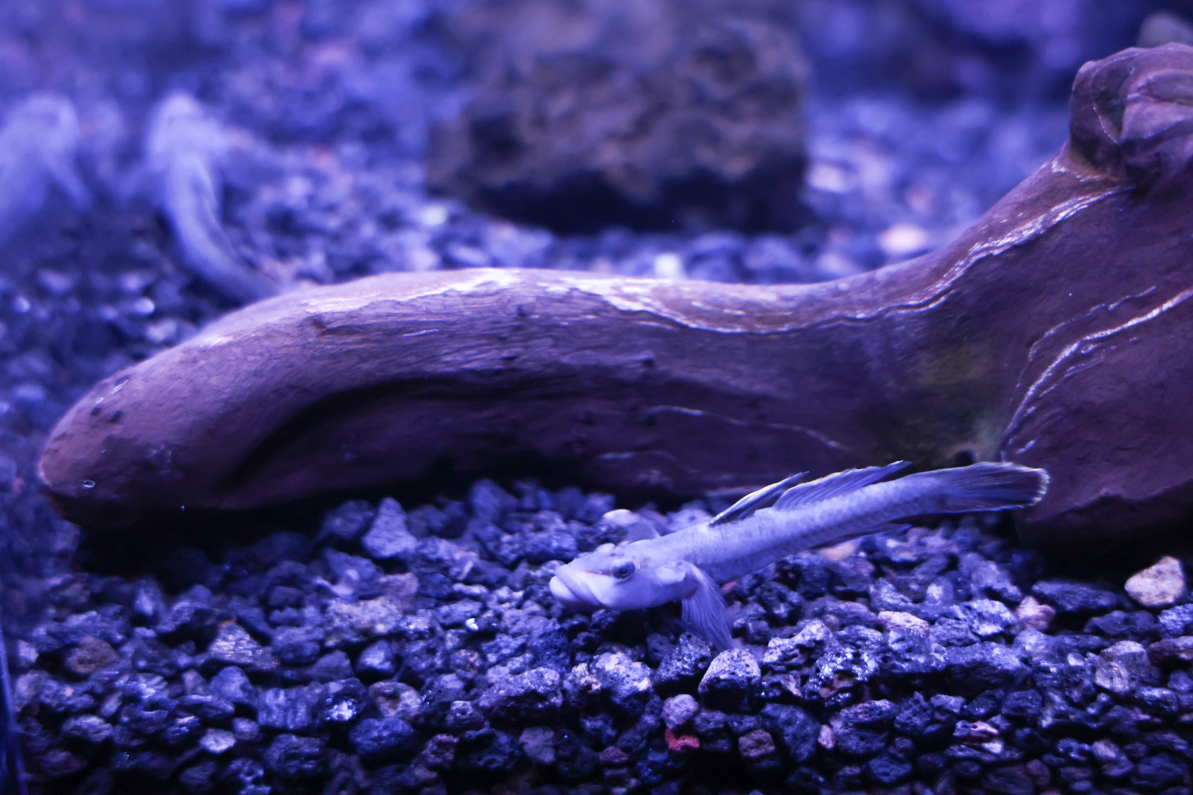 オガサワラヨシノボリ | すみだ水族館のいきものたち | 東京スカイ