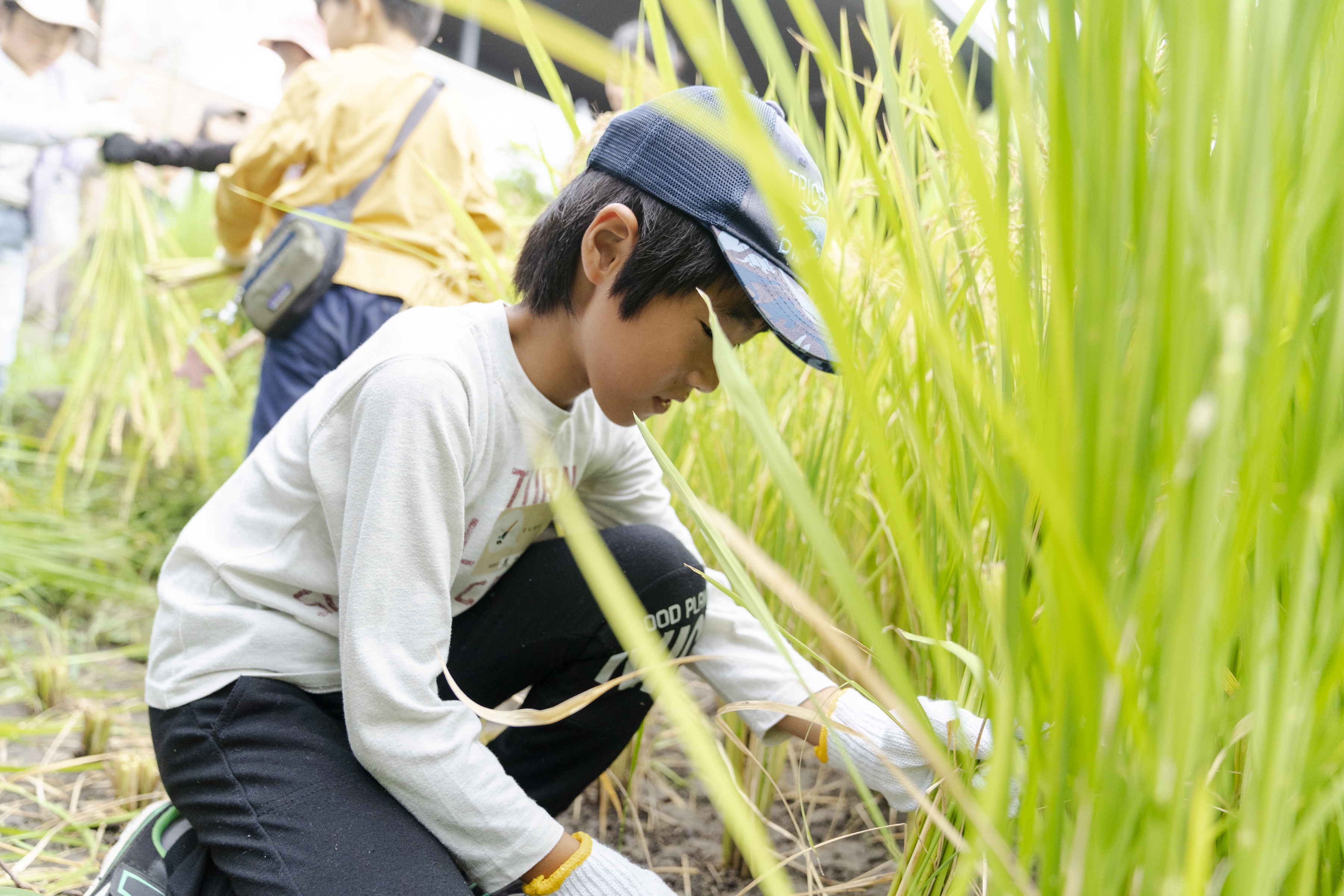 里山教室2025～秋冬編～その① 稲刈りを経て冬のしめ縄作り | コラム