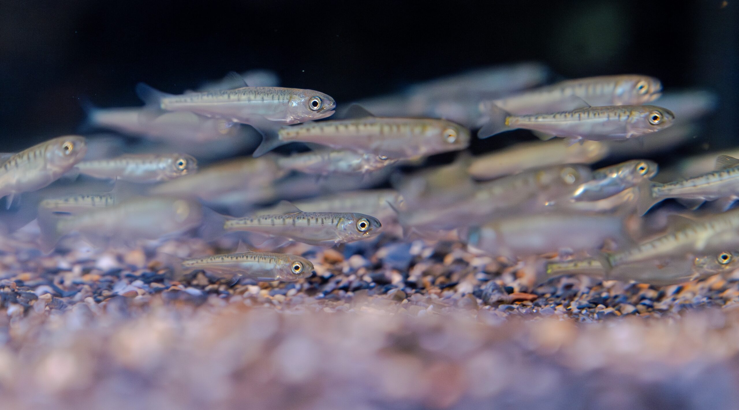 育て！いくらちゃん2026」を開催～「いくらちゃんサバイバル」をテーマ