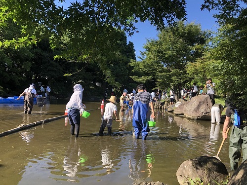 墨田区の「隅田公園ひょうたん池かいぼり大作戦」に参加しました